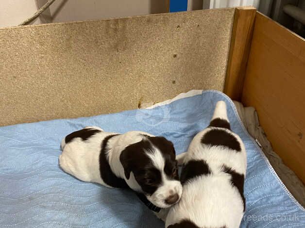 English springer spaniel puppies for sale in Radstock, Somerset - Image 3