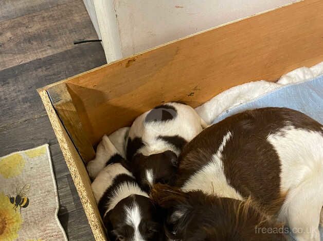 English springer spaniel puppies for sale in Radstock, Somerset - Image 4