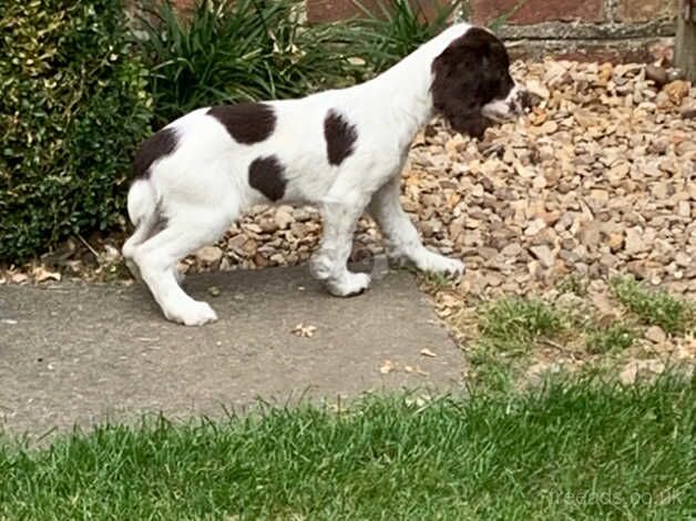 English springer spaniel puppies for sale in Spalding, Lincolnshire