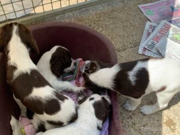 English springer spaniel puppies for sale in Spalding, Lincolnshire - Image 2