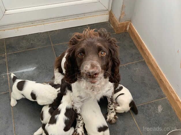 English springer spaniel puppies for sale in Spalding, Lincolnshire - Image 3