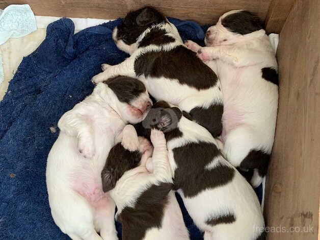 English springer spaniel puppies for sale in Spalding, Lincolnshire - Image 4