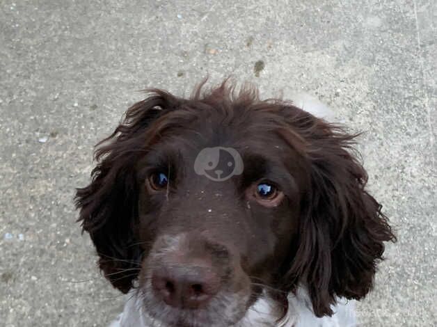 English springer spaniel puppies for sale in Spalding, Lincolnshire - Image 5