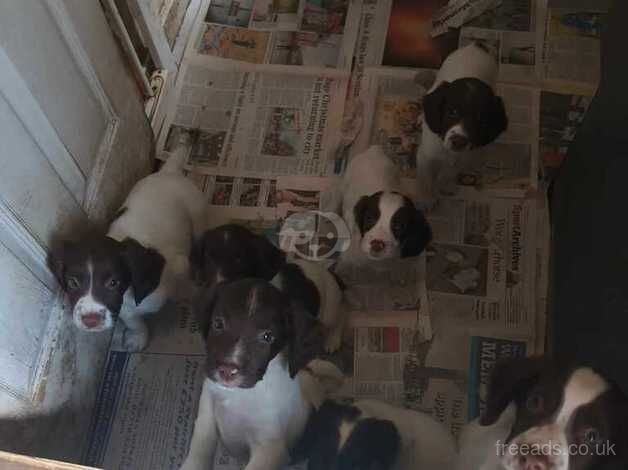 English springer spaniel puppies for sale in Spennymoor, County Durham