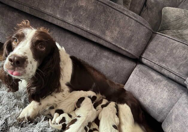 English springer spaniel puppies for sale in Stanley, County Durham