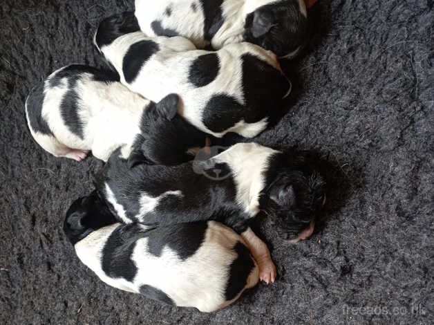 English springer spaniel puppies for sale in Taunton, Greater Manchester - Image 1