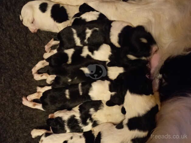 English springer spaniel puppies for sale in Taunton, Greater Manchester - Image 2