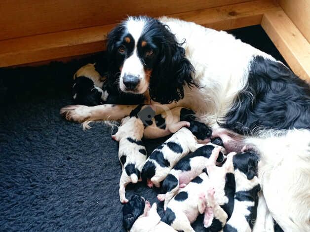 English springer spaniel puppies for sale in Taunton, Greater Manchester - Image 3