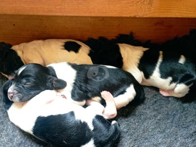 English springer spaniel puppies for sale in Taunton, Greater Manchester - Image 4