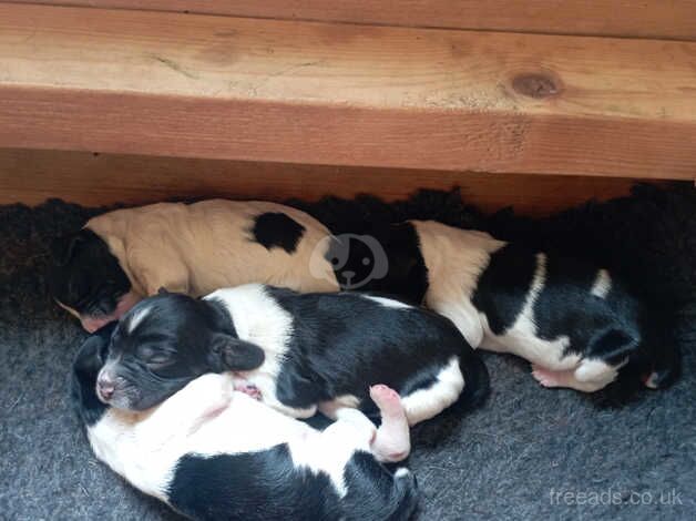 English springer spaniel puppies for sale in Taunton, Greater Manchester - Image 5