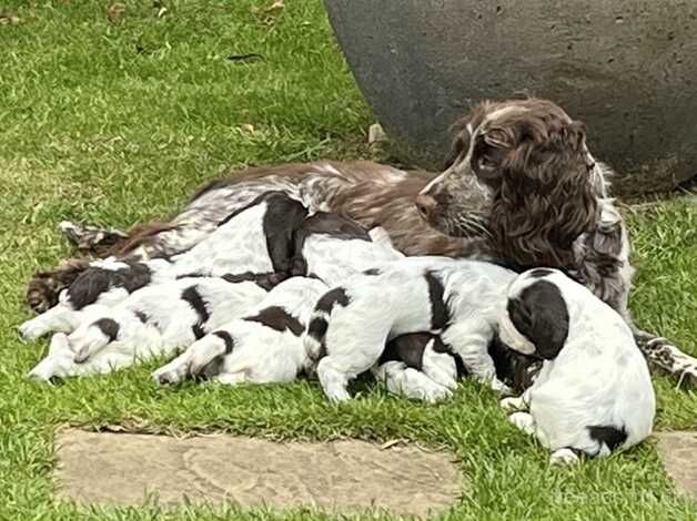 English Springer Spaniel puppies for sale in Thetford, Lincolnshire