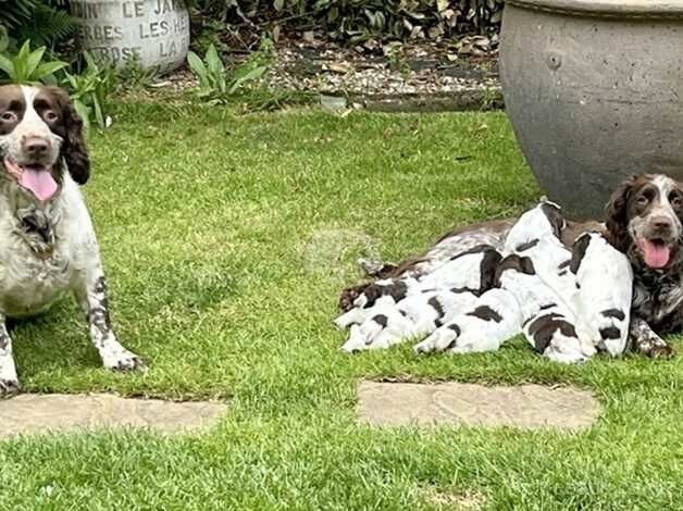 English Springer Spaniel puppies for sale in Thetford, Lincolnshire - Image 2