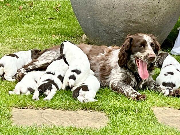 English Springer Spaniel puppies for sale in Thetford, Lincolnshire - Image 3