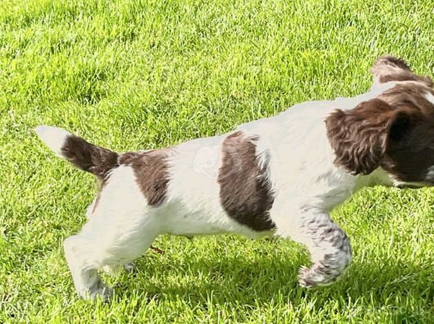 English Springer Spaniel puppies for sale in Thetford, Lincolnshire - Image 4