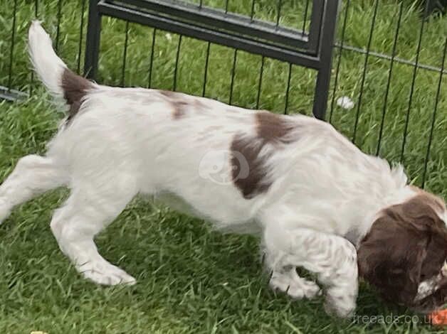 English Springer Spaniel puppies for sale in Thetford, Lincolnshire - Image 5