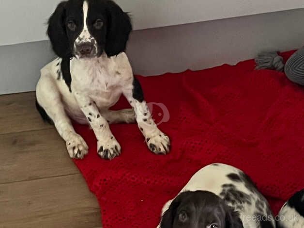 English Springer Spaniel Puppies for sale in Uckfield, East Sussex