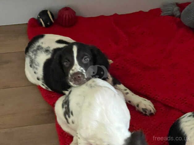 English Springer Spaniel Puppies for sale in Uckfield, East Sussex - Image 2