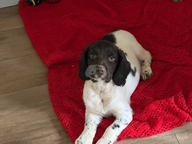 English Springer Spaniel Puppies for sale in Uckfield, East Sussex - Image 3