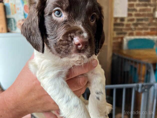 English Springer Spaniel Puppies for sale in Uckfield, East Sussex - Image 4