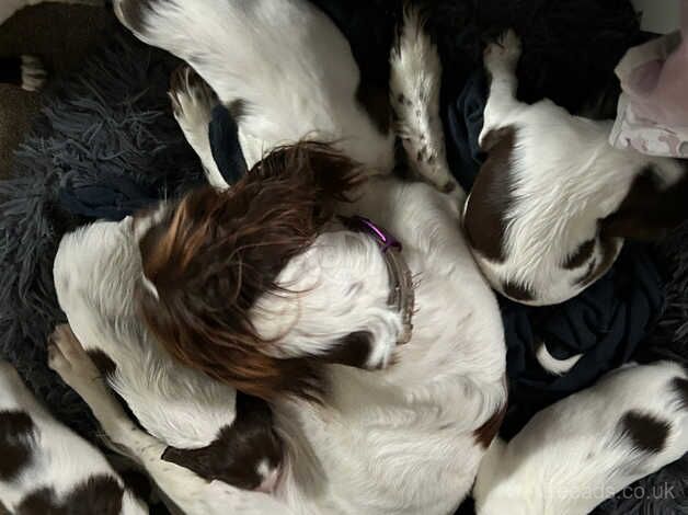 English Springer spaniel puppies for sale in Yeovil, Somerset