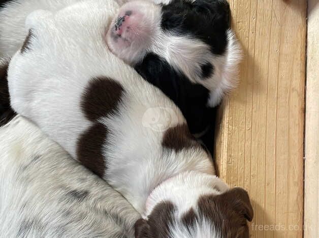 English Springer Spaniel Puppies - KC Reg for sale in Llanelli, Carmarthenshire