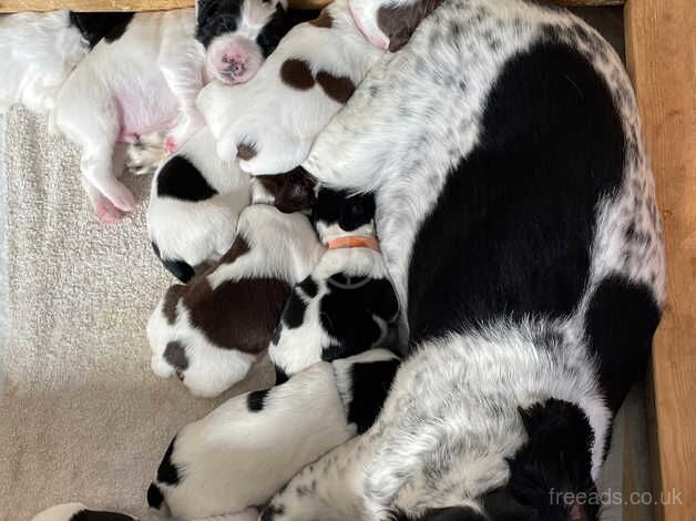 English Springer Spaniel Puppies - KC Reg for sale in Llanelli, Carmarthenshire - Image 2