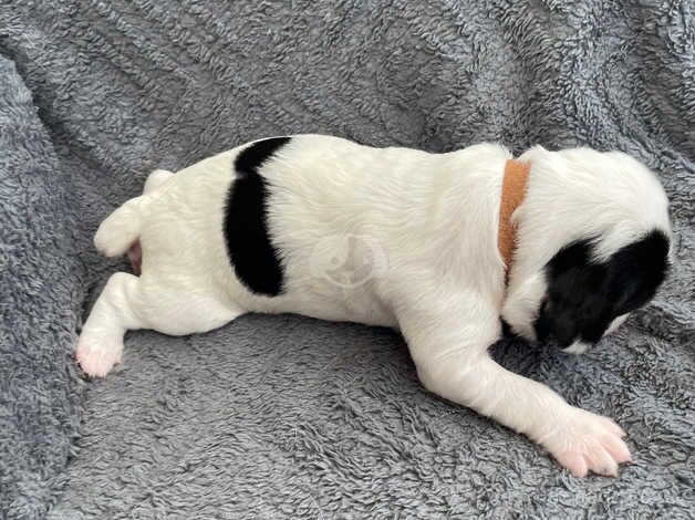 English Springer Spaniel Puppies - KC Reg for sale in Llanelli, Carmarthenshire - Image 3