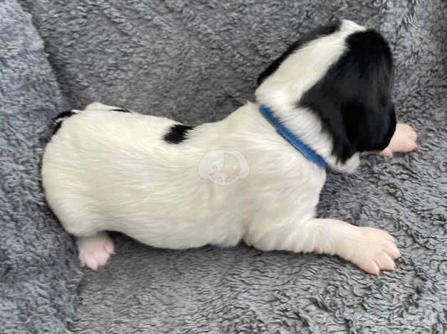 English Springer Spaniel Puppies - KC Reg for sale in Llanelli, Carmarthenshire - Image 4