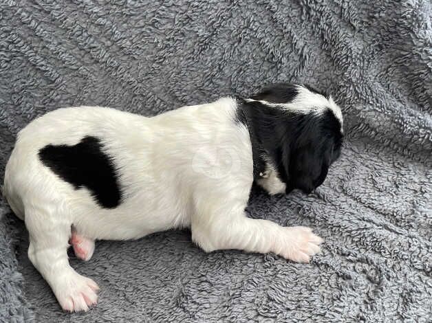 English Springer Spaniel Puppies - KC Reg for sale in Llanelli, Carmarthenshire - Image 5