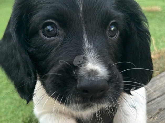 English Springer Spaniel puppies for sale in Leigh-on-Sea, Essex