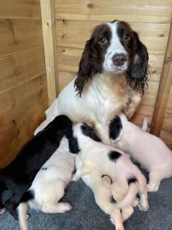 English springer spaniel puppies now ready for sale in Castleford, West Yorkshire