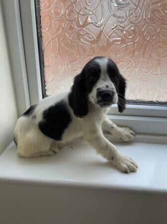 English springer spaniel puppies now ready for sale in Castleford, West Yorkshire - Image 2