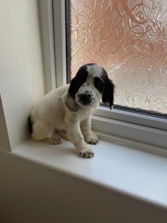 English springer spaniel puppies now ready for sale in Castleford, West Yorkshire - Image 3