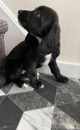 English springer spaniel puppies now ready for sale in Castleford, West Yorkshire - Image 5