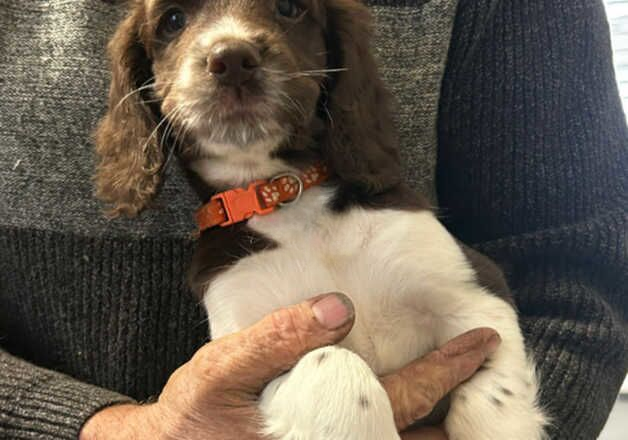 English springer spaniel puppies ready now for sale in Norwich, Norfolk