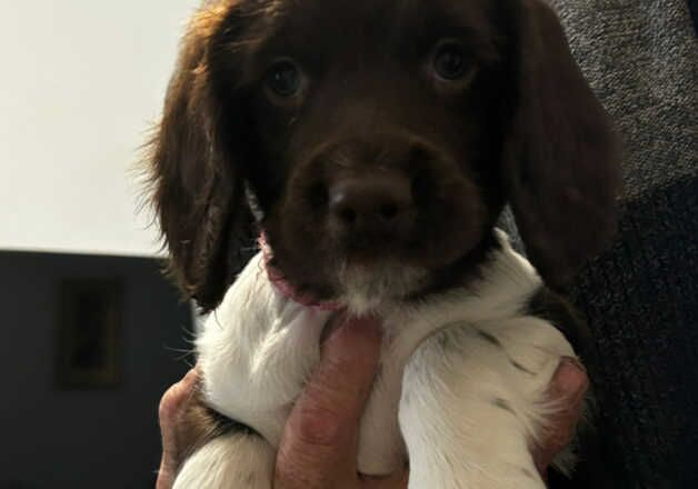 English springer spaniel puppies ready now for sale in Norwich, Norfolk