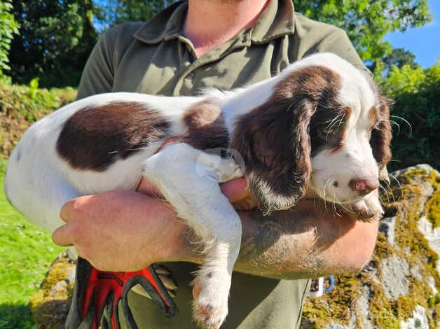 English springer spaniel puppy for sale in Okehampton, Devon