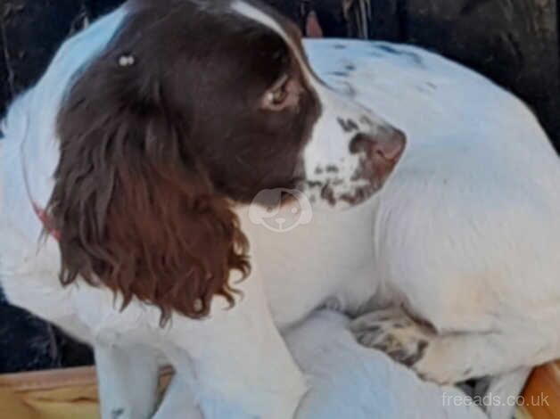 English springer spaniel puppy's for sale in Bishop's Hull, Somerset