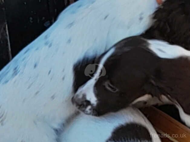 English springer spaniel puppy's for sale in Bishop's Hull, Somerset - Image 2