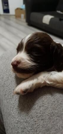 English springer spaniel pups for sale in Weston-super-Mare, Somerset - Image 1