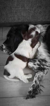 English springer spaniel pups for sale in Weston-super-Mare, Somerset - Image 2