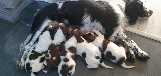 English springer spaniel pups for sale in Weston-super-Mare, Somerset - Image 3