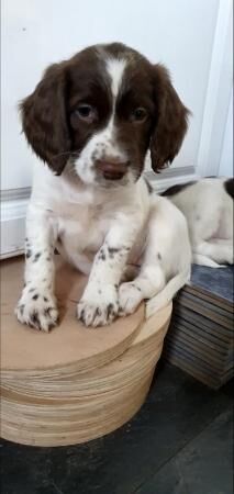 English springer spaniel pups for sale in Weston-super-Mare, Somerset - Image 4