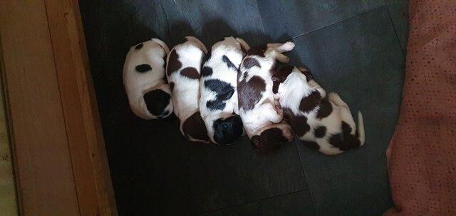 English springer spaniel pups for sale in Weston-super-Mare, Somerset - Image 5