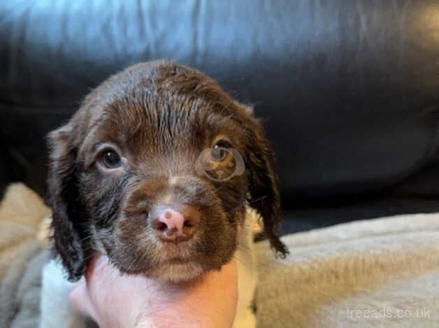 English springer spaniel pups for sale in Castleford, West Yorkshire