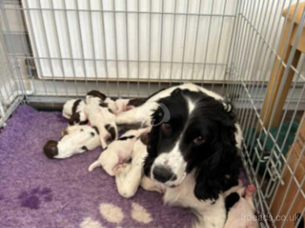 English Springer spaniel pups. for sale in Dewsbury, West Yorkshire - Image 1