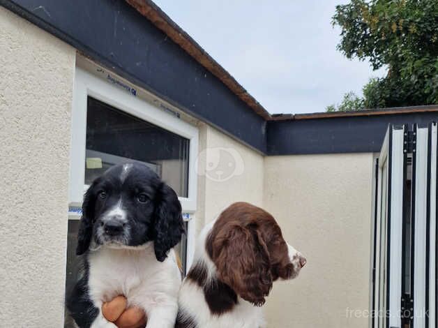 English Springer spaniel pups. for sale in Dewsbury, West Yorkshire - Image 2