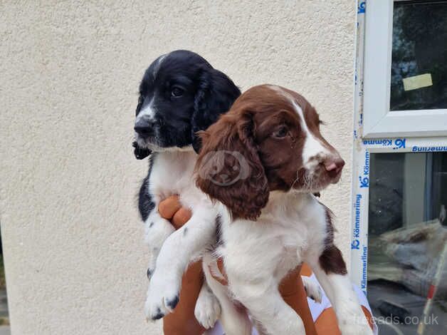 English Springer spaniel pups. for sale in Dewsbury, West Yorkshire - Image 3