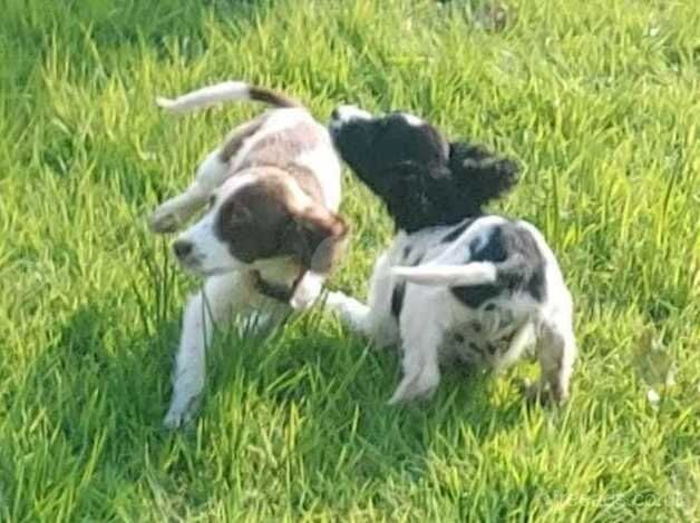 English springer spaniel pups for sale in Southport, Merseyside