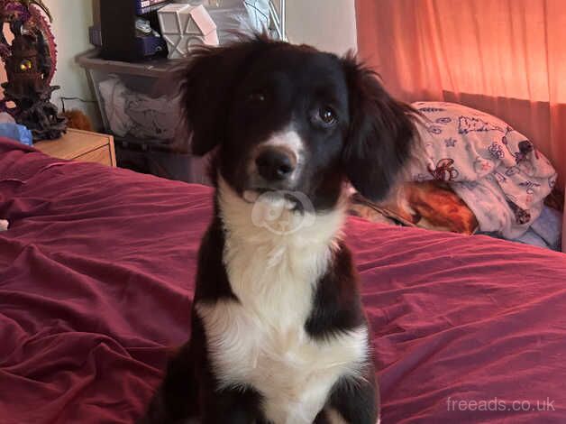 English Springer Spaniel x German Shepard for sale in Taunton, Greater Manchester - Image 2